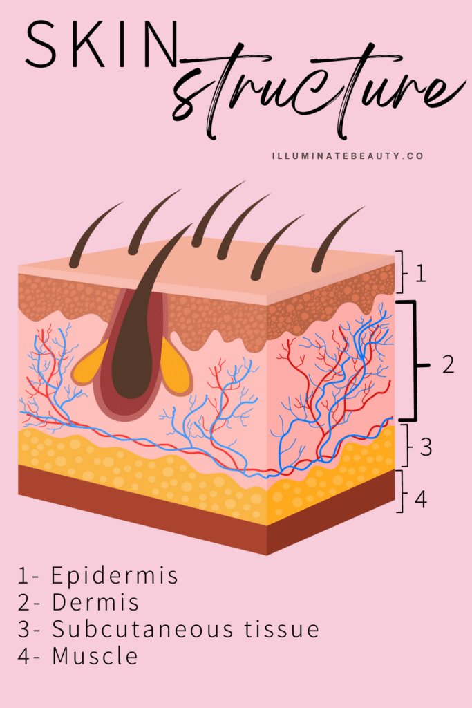 Skin Structure