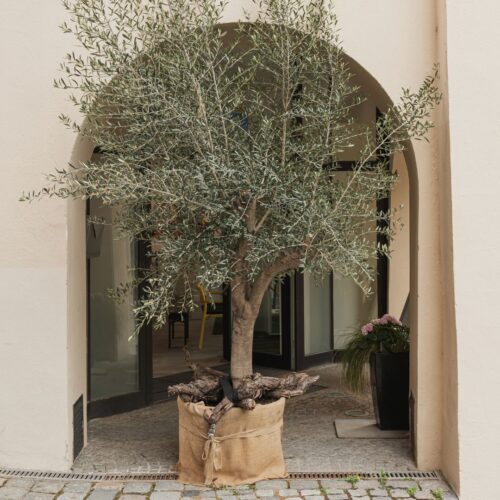 Oliveda Venice Beach store
